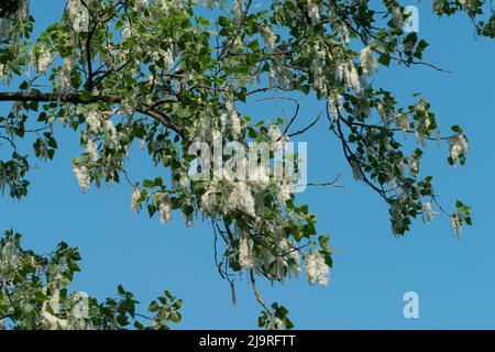 Italien, Lombardei, Samen von einem schwarzen Pappelbaum, Populus Nigra Stockfoto