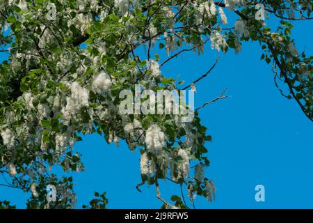 Italien, Lombardei, Samen von einem schwarzen Pappelbaum, Populus Nigra Stockfoto