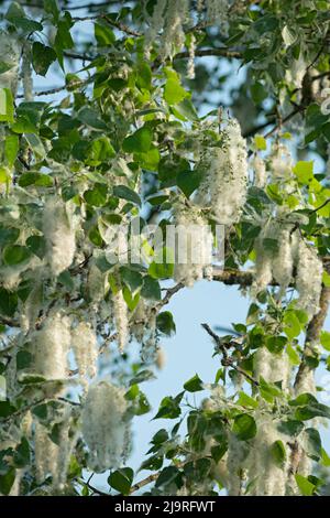 Italien, Lombardei, Samen von einem schwarzen Pappelbaum, Populus Nigra Stockfoto