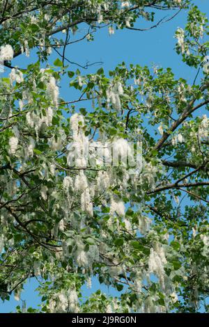 Italien, Lombardei, Samen von einem schwarzen Pappelbaum, Populus Nigra Stockfoto