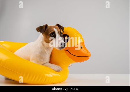 Hundejacker russell Terrier in einer schwimmenden Ente auf weißem Hintergrund. Stockfoto