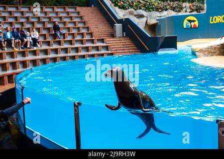 Riesiger Seelöwe im Loro Park auf Teneriffa, der am Pool sitzt Stockfoto