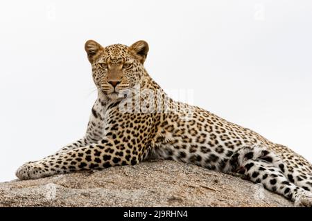 Afrika, Tansania. Ein Leopard posiert auf einem großen Felsen. Stockfoto