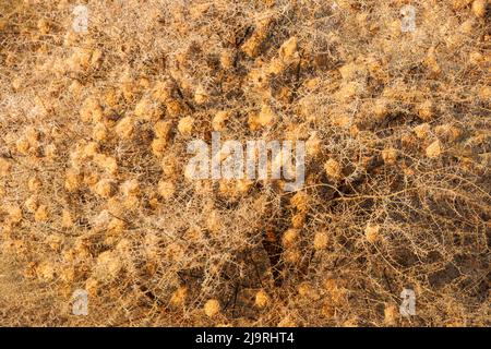 Afrika, Tansania, Tarangire-Nationalpark. Blick auf einen Baum voller Webervogelnester. Stockfoto