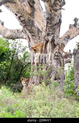 Afrika, Tansania. Ein Löwenjunges klettert in einen Baum, während seine Mutter zuschaut. Stockfoto