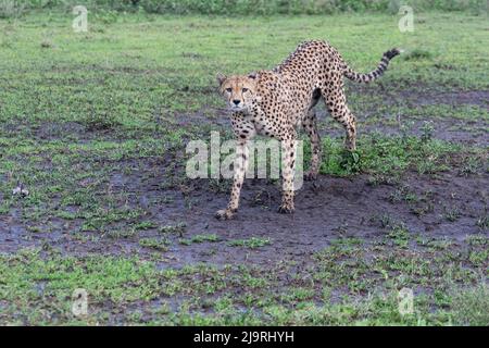 Afrika, Tansania, Die Serengeti. Porträt einer weiblichen Gepard nach einem Gewitter. Stockfoto