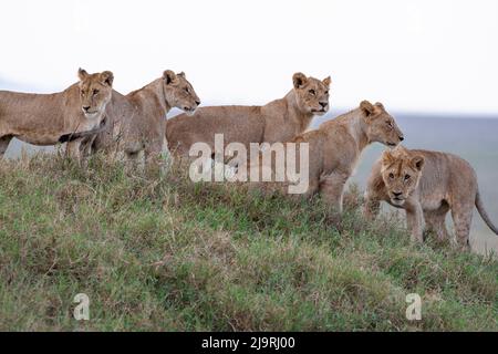 Afrika, Tansania. Fünf junge Löwen stehen auf einem grasbewachsenen Hügel zusammen. Stockfoto