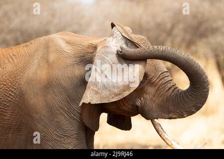 Afrika, Tansania, afrikanischer Buschelefant. Ein Elefant kratzt sich mit seinem Rüssel an seinem Ohr. Stockfoto