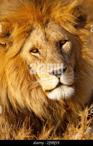 Afrika, Tansania. Kopfschuss eines männlichen Löwen. Stockfoto