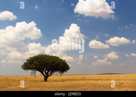 Afrika, Tansania, Die Serengeti. Auf den grasbewachsenen Ebenen steht ein eineinziger Baum. Stockfoto