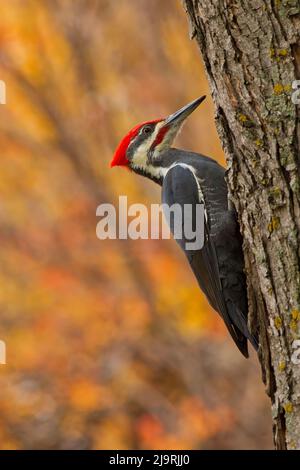 Kanada, Manitoba, Winnipeg. Pileated Specht auf Ahornbaum. Stockfoto