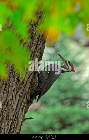 Kanada, Manitoba, Winnipeg. Pileated Specht auf Ahornbaum. Stockfoto