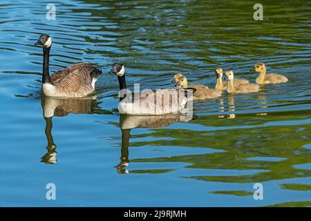 Kanada, Manitoba, Winnipeg. Zwei Kanadagänse, die mit Gänsen schwimmen. Stockfoto