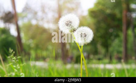 Nahaufnahme von zwei miteinander verflochtenen Dandelionen im Freien. Das Konzept der Fragilität romantischer Beziehungen. Stockfoto