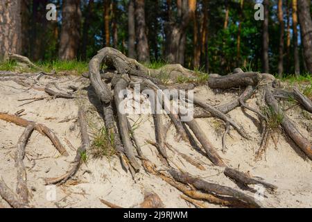 Oberfläche Baumwurzeln zeigen über dem Boden. Stockfoto