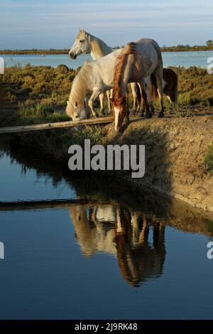 Weiße Camargue Pferde und Reflexion, Frankreich Stockfoto