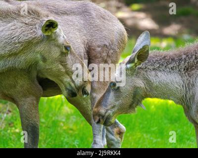 Elch oder Elch. Gehege im Nationalpark Bayerischer Wald, Deutschland, Bayern Stockfoto