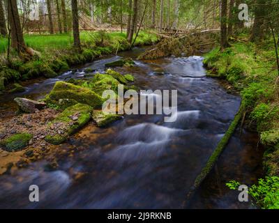 Große Ohe im Nationalpark Bayerischer Wald bei Sankt Oswald, Deutschland, Bayern. Stockfoto