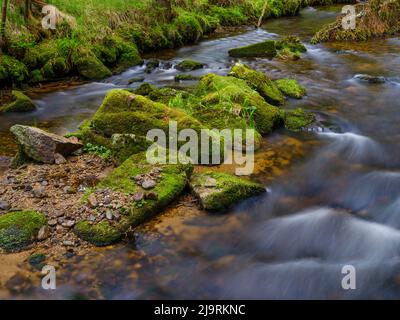 Große Ohe im Nationalpark Bayerischer Wald bei Sankt Oswald, Deutschland, Bayern. Stockfoto