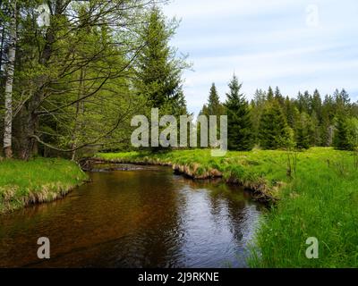 Große Ohe im Nationalpark Bayerischer Wald bei Sankt Oswald, Deutschland, Bayern. Stockfoto