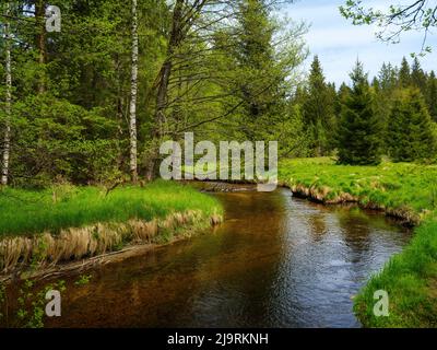 Große Ohe im Nationalpark Bayerischer Wald bei Sankt Oswald Europa, Mitteleuropa, Deutschland, Bayern Stockfoto
