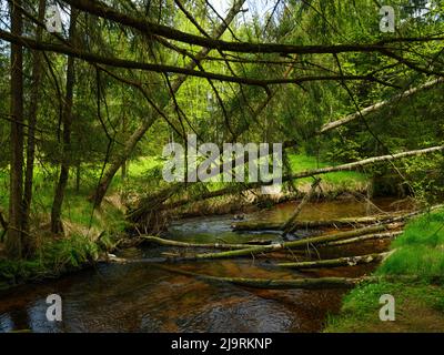 Große Ohe im Nationalpark Bayerischer Wald bei Sankt Oswald, Deutschland, Bayern. Stockfoto