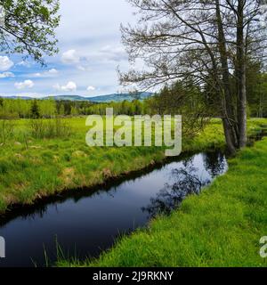 Feuchtgebiete Grosser Filz, Entwässerungskanal, ein Nebenfluss zur Grosse Ohe im Nationalpark Bayerischer Wald bei Sankt Oswald, Deutschland, Bayern. Stockfoto