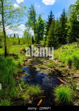 Feuchtgebiete Grosser Filz, Abflusskanal, auch zum Abdriften von Holz, einem Nebenfluss zum Fluss Grosse Ohe im Nationalpark Bayerischer Wald bei Sankt Osva Stockfoto