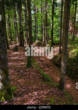 Wanderweg im Urwald im Nationalpark Bayerischer Wald bei Sankt Oswald. Deutschland, Bayern. Stockfoto