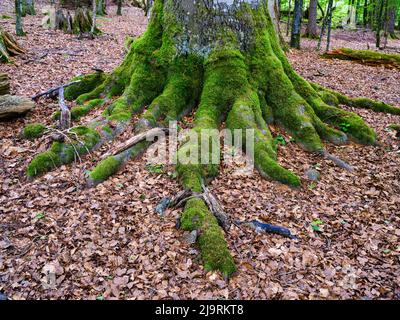 Urwald im Nationalpark Bayerischer Wald in der Nähe des Dorfes Zwieslerwaldhaus. Deutschland, Bayern. Stockfoto