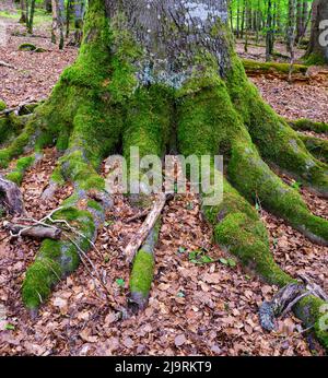 Urwald im Nationalpark Bayerischer Wald in der Nähe des Dorfes Zwieslerwaldhaus. Deutschland, Bayern. Stockfoto