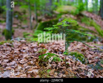 Sproß einer Fichte. Urwald im Nationalpark Bayerischer Wald in der Nähe des Dorfes Zwieslerwaldhaus. Deutschland, Bayern. Stockfoto