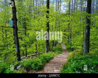 Wanderweg durch Urwald im Nationalpark Bayerischer Wald bei Zwieslerwaldhaus. Europa, Mitteleuropa, Deutschland, Bayern Stockfoto