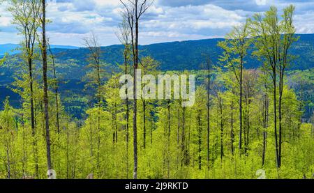 Ökologische Nachfolge. Grobe holzige Trümmer früherer Monokultur, die durch Rindenkäfer zerstört wurden. Zukünftiger Urwald im Nationalpark Bayerischer Wald Stockfoto