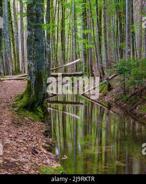 Kanal verwendet, um Holz in älteren Zeiten und Wanderweg Schwellsteig in Richtung Gasthaus Schwellhausl treiben. Urwald im Bayerischen Wald Nationa Stockfoto