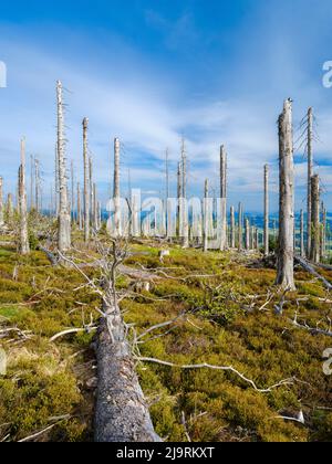 Den Dreisselberg. Ökologische Nachfolge. Grobe holzige Trümmer früherer Monokultur, die durch Rindenkäfer zerstört wurden. Zukünftiger Urwald in Bayern Stockfoto