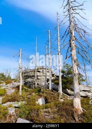 Bayerischer Plockenstein bei Dreissesselberg. Ökologische Nachfolge. Grobe holzige Trümmer früherer Monokultur, die durch Rindenkäfer zerstört wurden. Zukunft Stockfoto