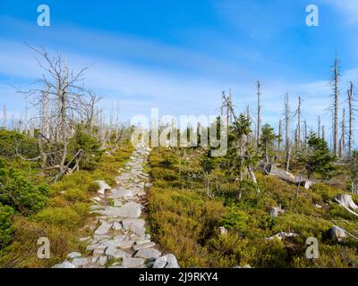 Bayerischer Plockenstein bei Dreissesselberg. Ökologische Nachfolge. Grobe holzige Trümmer früherer Monokultur, die durch Rindenkäfer zerstört wurden. Zukunft Stockfoto