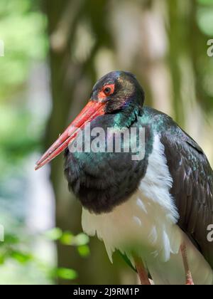 Schwarzstorch. Gehege im Nationalpark Bayerischer Wald, Deutschland, Bayern Stockfoto