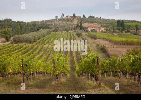 Italy, Tuscany. Rows of grape vines in a vineyard in Tuscany. Stockfoto