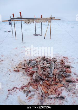 Fischercamp auf dem Meereis eines Fjords. Fischerei im Winter in der Nähe von Uummannaq im nördlichen Westgrönland jenseits des Polarkreises. Grönland, Dänisch te Stockfoto