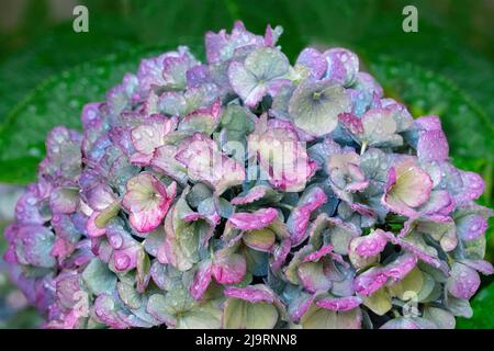 Blaue Großblatt-Hortensien Stockfoto