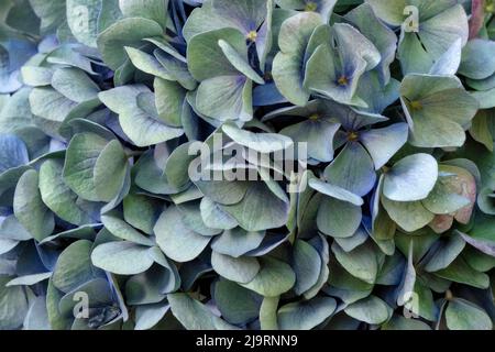 Blaue Großblatt-Hortensien Stockfoto