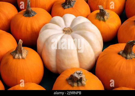 Miniatur-Kürbisse Stockfoto