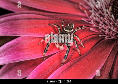 Auffällige Spinne Stockfoto
