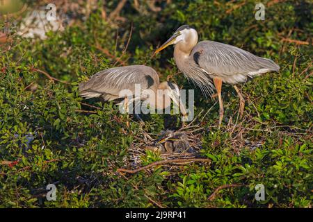 Paar brütende Blaureiher und Küken im Nest Stockfoto