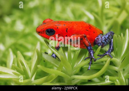 Blue-Jeans-Frosch, Erdbeer-Giftpfeilfrosch Stockfoto