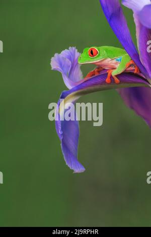 Der rotäugige Baumfrosch klettert auf die Irisblume. Stockfoto