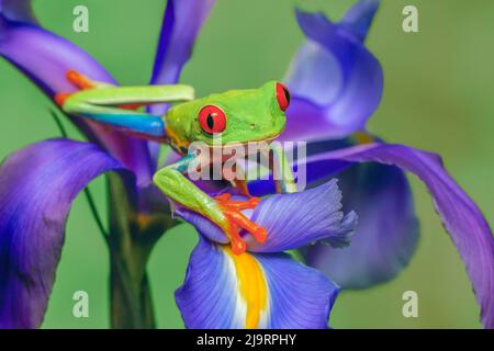 Der rotäugige Baumfrosch klettert auf die Irisblume. Stockfoto