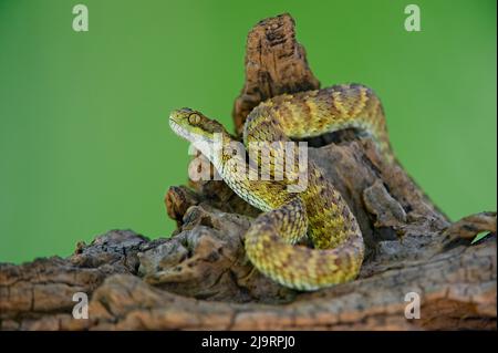 USA. Die Buschviper von Broadley, die sich auf dem Baumglied aufwickelte. Stockfoto